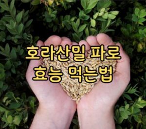 호라산밀 파로 효능 먹는법 호라산밀 파로 효능 먹는법