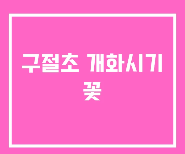 구절초 개화시기 꽃