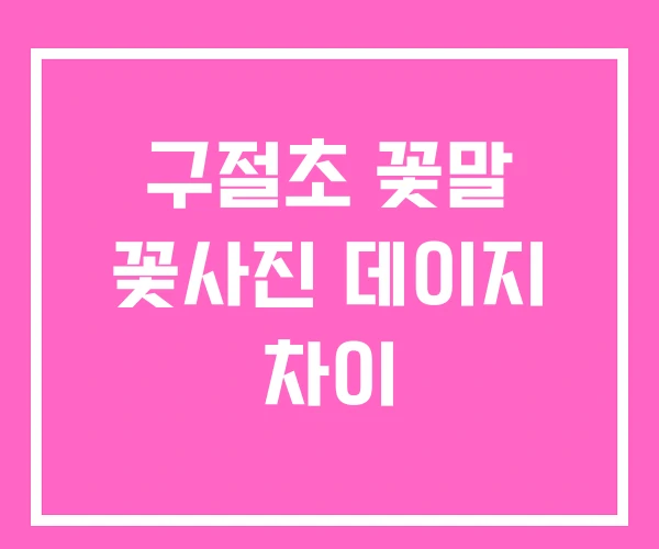 구절초 꽃말 꽃사진 데이지 차이