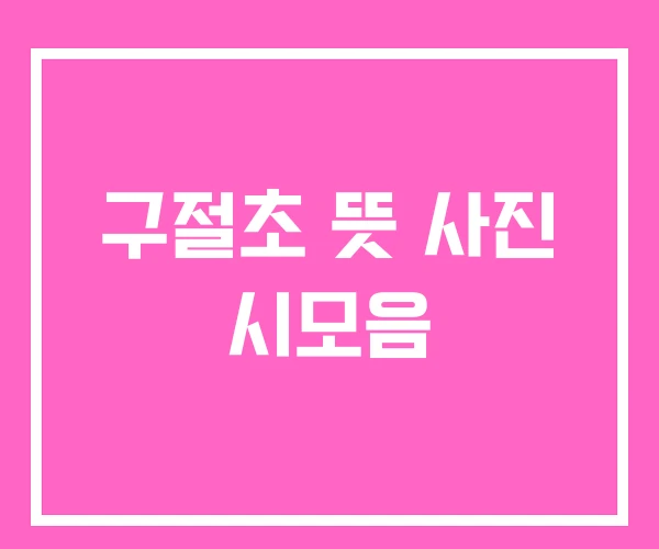 구절초 뜻 사진 시모음